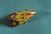 Agapeta zoegana