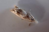 Eucosma conterminana