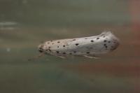 Yponomeuta