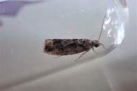 Zeiraphera isertana