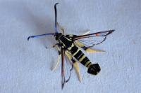 Synanthedon vespiformis