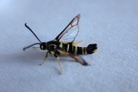 Synanthedon vespiformis
