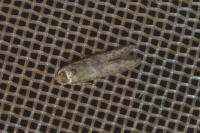 Blastobasis phycidella