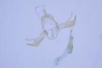 Blastobasis phycidella