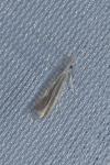 Coleophora pulchripennella