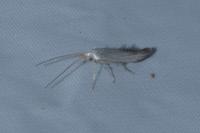 Coleophora ibipennella