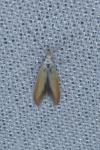 Coleophora colutella