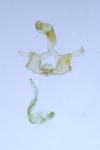 Coleophora ibipennella