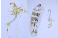 Coleophora colutella