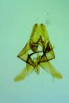 Triaxomera parasitella