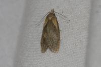 Phtheochroa inopiana