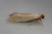 Tinea pellionella