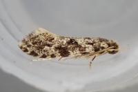 Nemapogon granellus