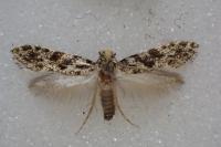 Nemapogon granellus