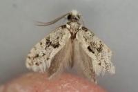 Nemapogon granellus