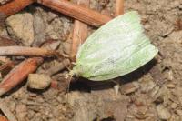 Tortrix viridana