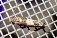 Spilonota ocellana