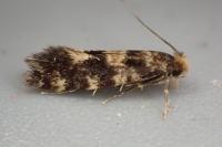Triaxomasia caprimulgella