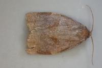 Archips rosana