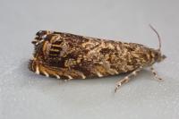 Enarmonia formosana