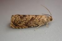 Grapholita lobarzewskii
