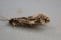 Agnathosia mendicella