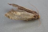 Nemapogon koenigi