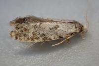 Nemapogon ruricolellus