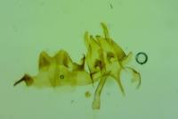 Nemapogon ruricolellus