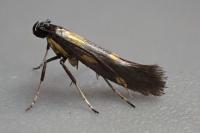 Euspilapteryx auroguttella