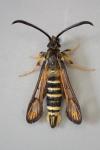Bembecia ichneumoniformis