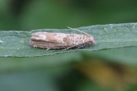 Pelochrista caecimaculana