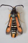 Pyropteron chrysidiforme