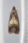 Endothenia nigricostana
