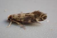 Triaxomasia caprimulgella