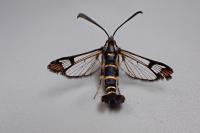 Synanthedon conopiformis