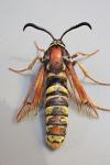 Sesia bembeciformis
