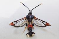 Synanthedon formicaeformis