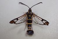 Synanthedon conopiformis
