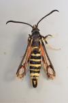 Bembecia ichneumoniformis