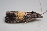Endothenia nigricostana