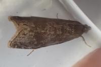 Grapholita funebrana