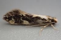 Agnathosia mendicella