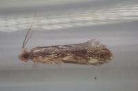Dryadaula heindeli