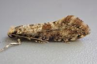 Nemaxera betulinella