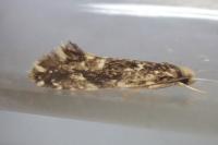 Nemapogon koenigi