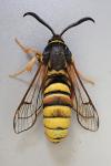 Sesia bembeciformis