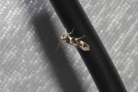 Parachronistis albiceps