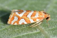 Aneuxanthis locupletana