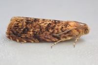 Grapholita lobarzewskii